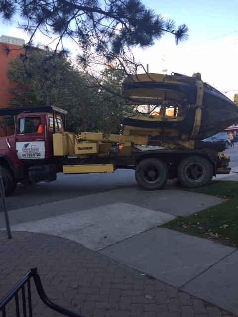 Magnolia Tree Magnolia Tree being relocated